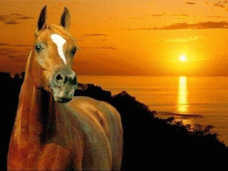 chevaux