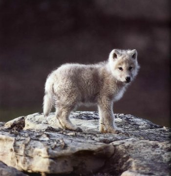 petit loup