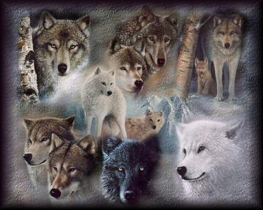 loups